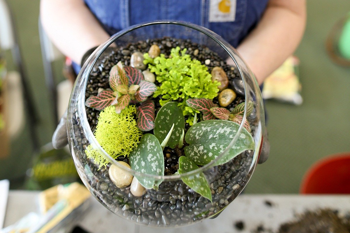 Terrarium workshops